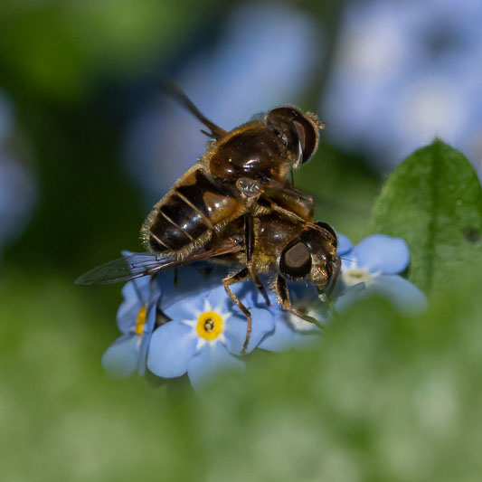 Eristalis nemorum-200355.jpg